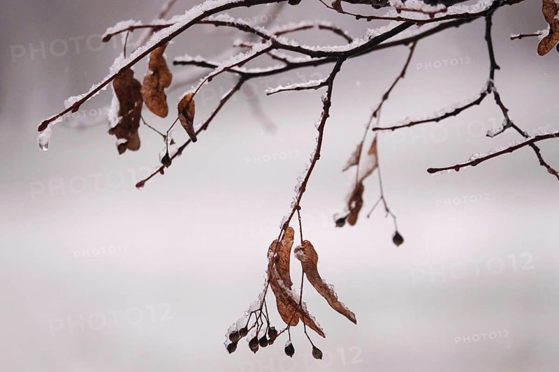 First snow on branches of trees, late autumn, Germany