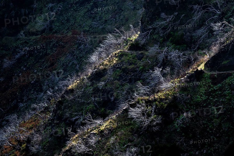 Burnt trees in fog, along hiking trail PR 1, 2 to Pico Ruivo, fog, Madeira, Portugal