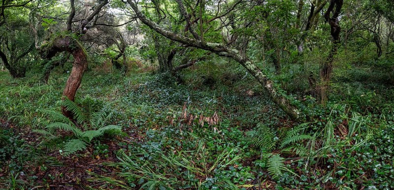 Laurel trees (Ocotea foetens) overgrown with moss and plants, old laurel forest, Laurisilva, Madeira, Portugal