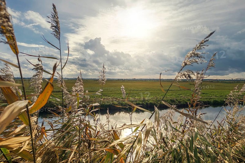 Moist meadows with reeds in the evening sun with the Hunte at Dümmer See, Lower Saxony