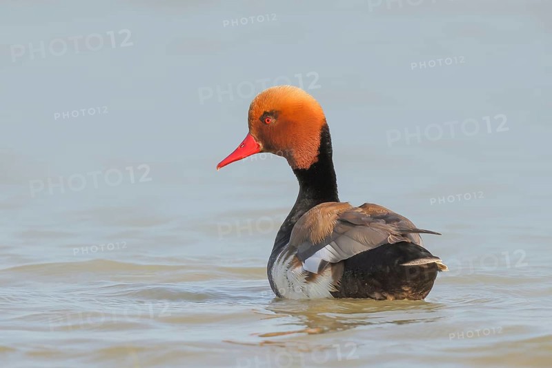 Red-crested pochard (Netta rufina), male, swimming in water, wildlife, animals, duck, Ziggsee, Lake Neusiedl National Park, Seewinkel, Burgenland, Austria