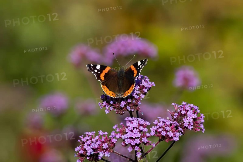 Red admiral butterfly (Vanessa atalanta) adult insect feeding on garden purple Verbena flowers in the summer, England, United Kingdom
