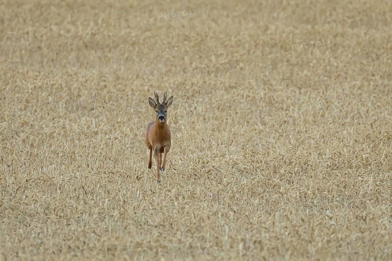 Roe deer (Capreolus capreolus) adult animal male roebuck running in a farmland wheat field in summer, England, United Kingdom