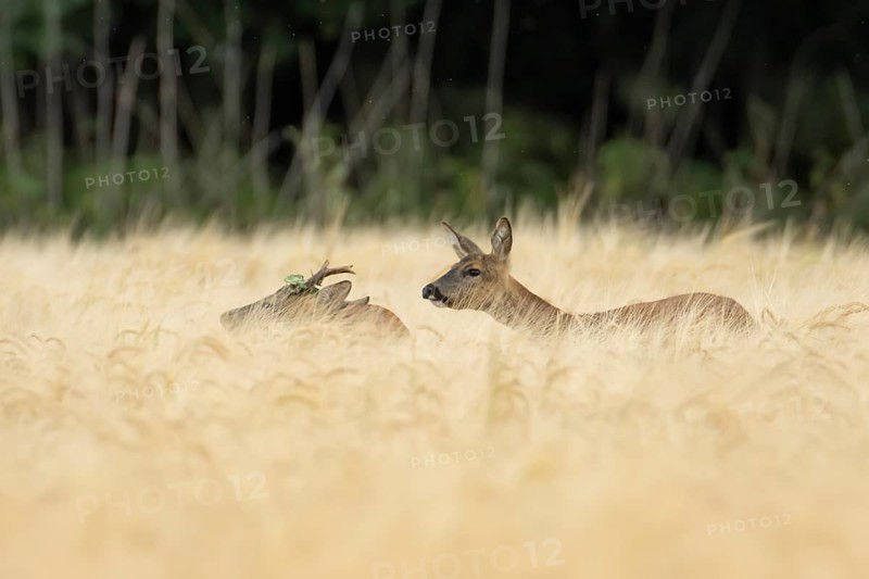 Roe deer (Capreolus capreolus) adult male roebuck and female doe two animals in a farmland barley field in summer, England, United Kingdom