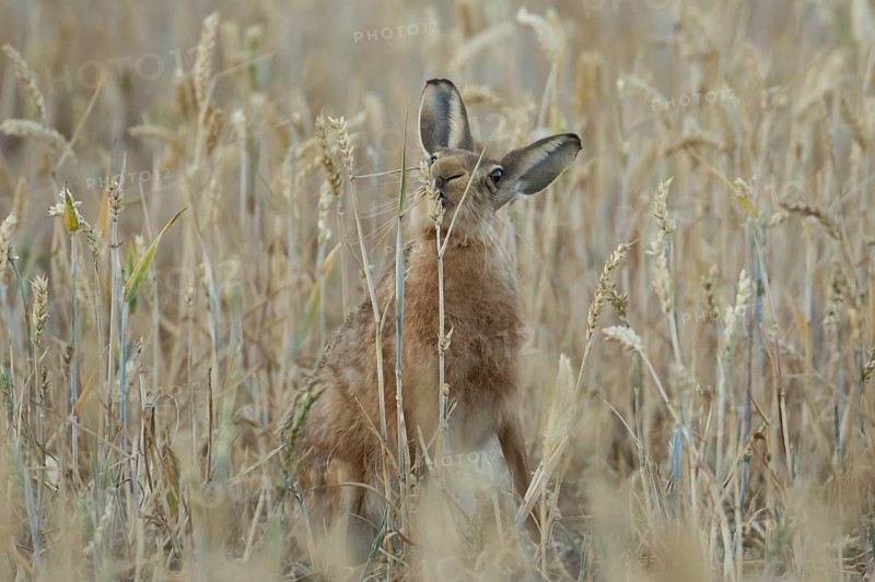 European brown hare (Lepus europaeus) adult animal feeding on a wheat sheath in a farmland field in summer, England, United Kingdom