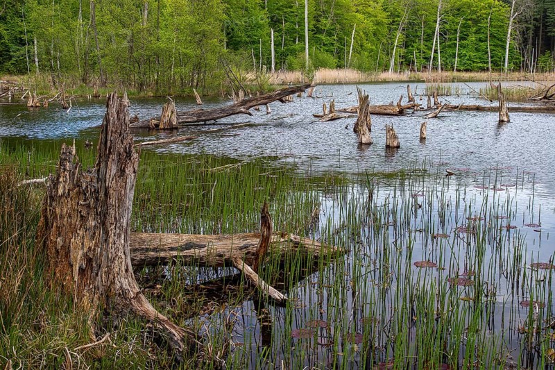 Schweingartensee in spring, lake in the Serrahn Hills, Serrahner Berge, Mecklenburgische Seenplatte district in Mecklenburg-Vorpommern, Germany