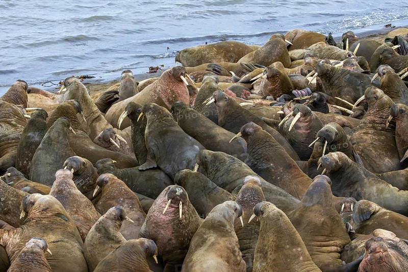 Atlantic walruses (Odobenus rosmarus) colony resting at terrestrial haulout / haul-out on beach along the coast of Svalbard / Spitsbergen in summer