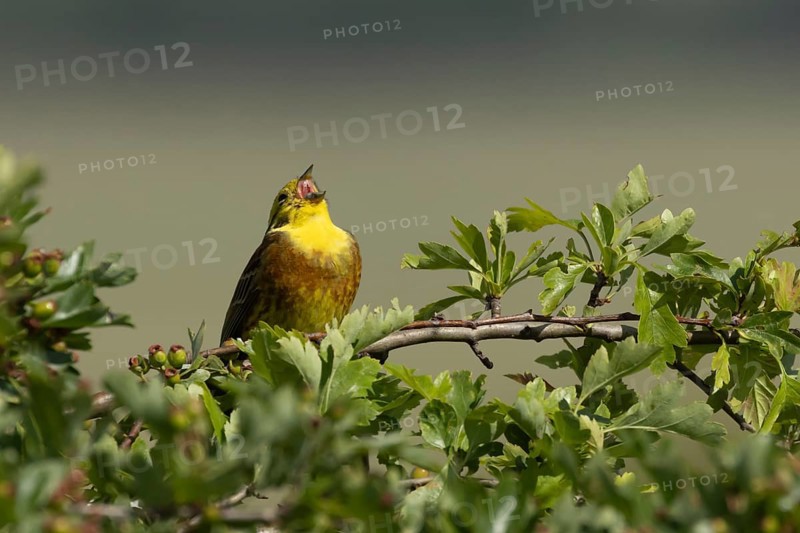 Yellowhammer (Emberiza citrinella) adult male bird singing in a hawthorn hedgerow in summer, England, United Kingdom
