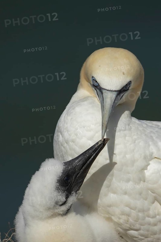 Northern gannet (Morus bassanus) adult parent bird and juvenile baby chick seabirds on a nest on a coastal cliff top in summer, RSPB Bempton cliffs nature resevre, Yorkshire, England, United Kingdom
