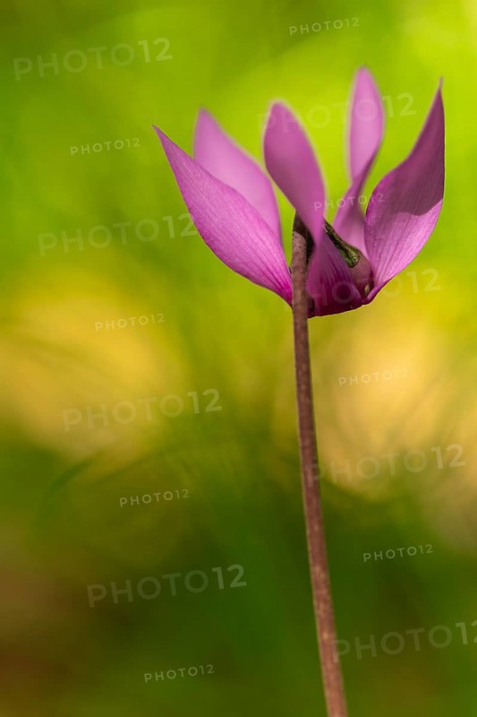 Delicate cyclamen blossom in Bad Reichenhall. Close-up of flowers on hiking trail in the Alps