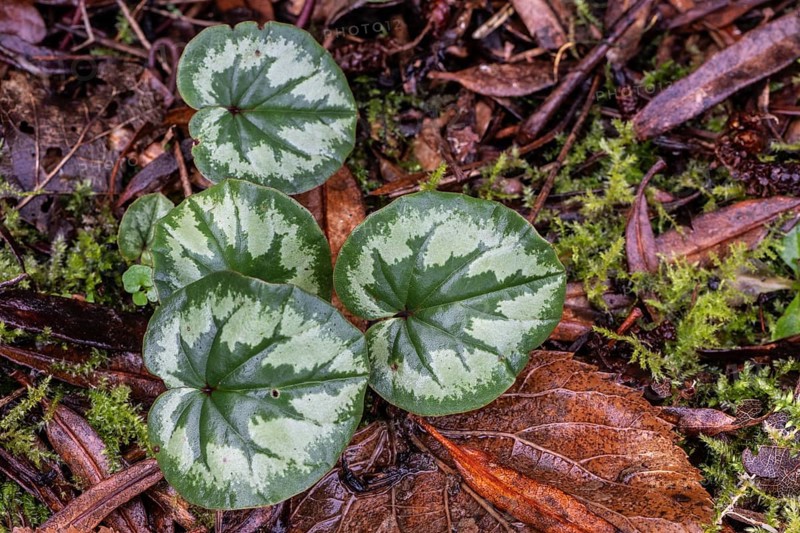 Early spring cyclamen (Cyclamen coum), Emsland, Lower Saxony, Germany