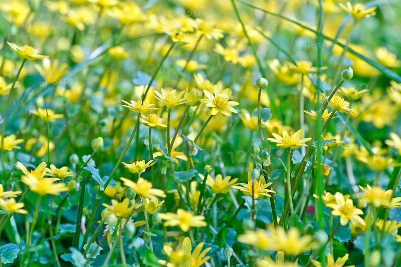 Lesser celandine (Ficaria verna, synonym: Ranunculus ficaria L.), flowers in a damp location, Peene Valley nature park Park, Mecklenburg-Western Pomerania, Germany
