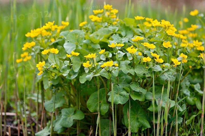 Marsh marigold (Caltha palustris), flowers in a wetland habitat, Peene Valley nature park Park, Mecklenburg-Western Pomerania, Germany