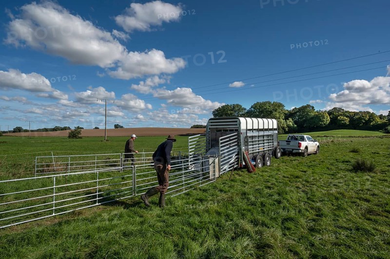 Shepherds build a ferch and prepare sheep load with a double-decker animal transporter on the pasture, Rehna, Mecklenburg-Vorpommenrn, Germany