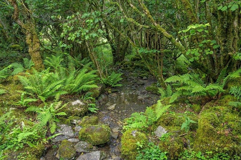 Mossy forest and ferns at St Colman's Chapel and Sacred Spring, Burren, Keelhilla, Carran, County Clare, Ireland