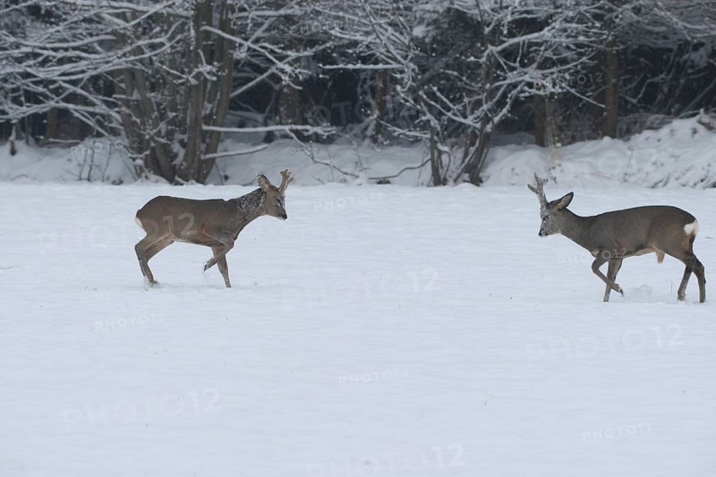Roe deer (Capreolus capreolus) Bucks in velvet antlers sit with their forelegs in the snow on the meadow, imposing behaviour, Allgäu, Bavaria, Germany, Allgäu, Bavaria, Germany