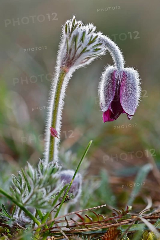 Meadow Pasque Flower, Meadow Pasque Flower, Black Pasque Flower (Pulsatilla pratensis), flower in the morning with dewdrops, Peene Valley nature park Park, Mecklenburg-Western Pomerania, Germany