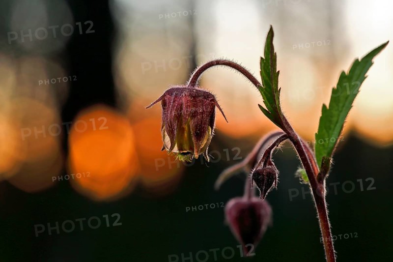 Brooklime (Geum rivale), flowering in the evening light, Peene Valley nature park Park, Mecklenburg-Western Pomerania, Germany
