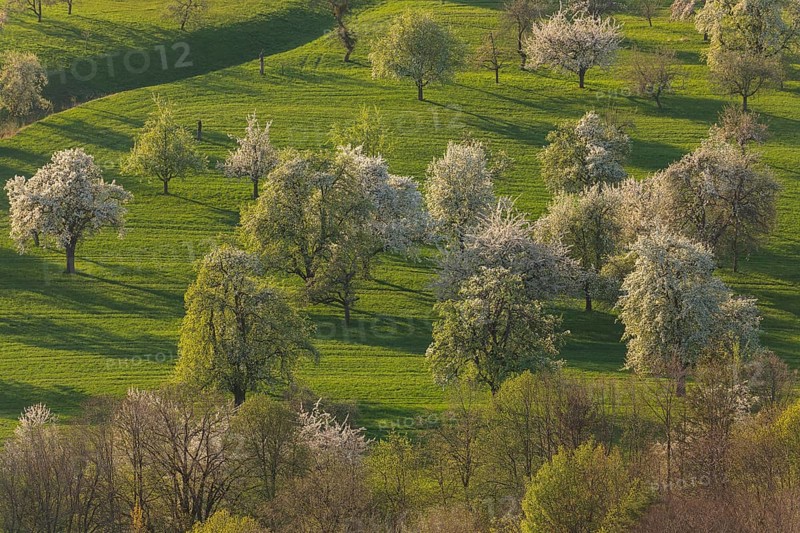 Blooming orchards on the Albtrauf near Neidlingen at sunset