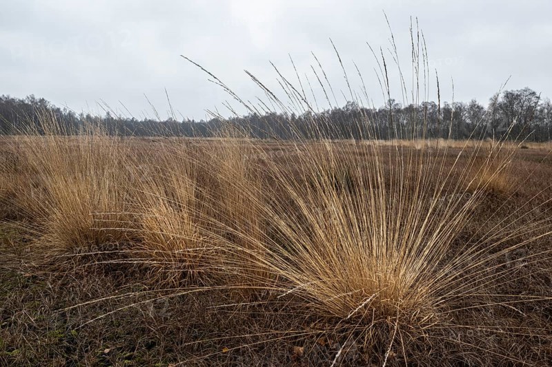 Pipe grass (Molinia caerulea) in the moor, Emsland, Lower Saxony, Germany