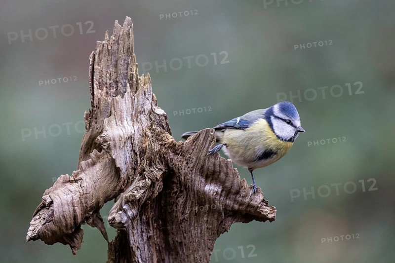 Blue tit (Parus caerulea), Emsland, Lower Saxony, Germany