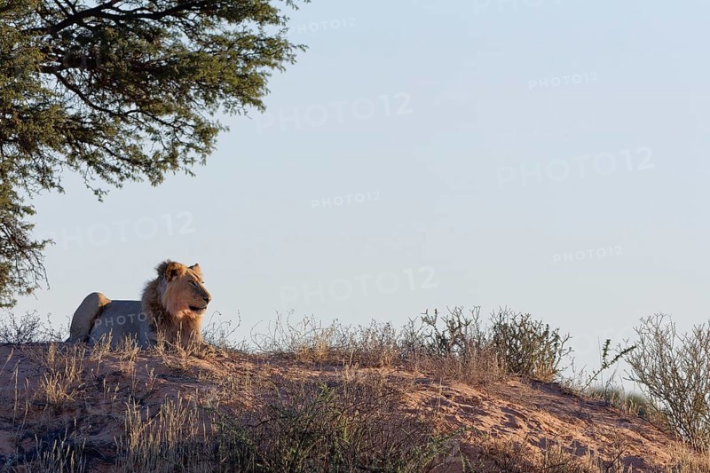 African lion (Panthera leo), adult male lying on a sand dune, in the shade of trees, looking around, alert, Kgalagadi Transfrontier Park, Northern Cape, South Africa