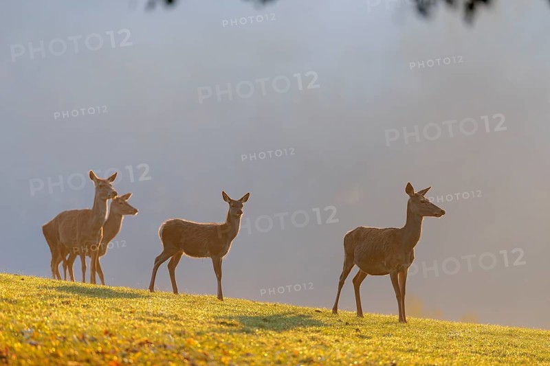A herd of red deer cows (Cervus elaphus) standing on a meadow in backlit condition. Fog covers the forest in the background. Bavaria, Germany