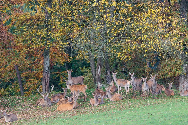 A large herd of red deer (Cervus elaphus) rests in hilly terrain on a meadow at the edge of the autumn-colored forest. Bavaria, Germany