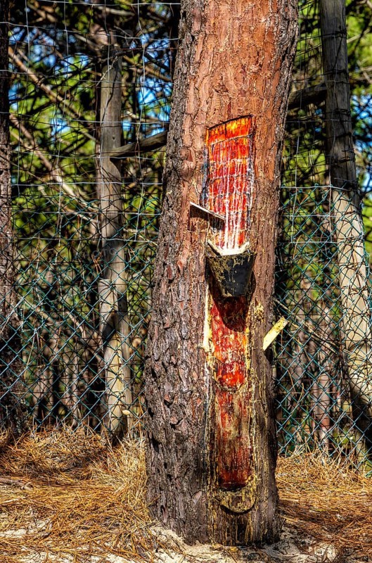 Extraction of tree resin according to traditional tradition, forest area in Nazare, Portugal