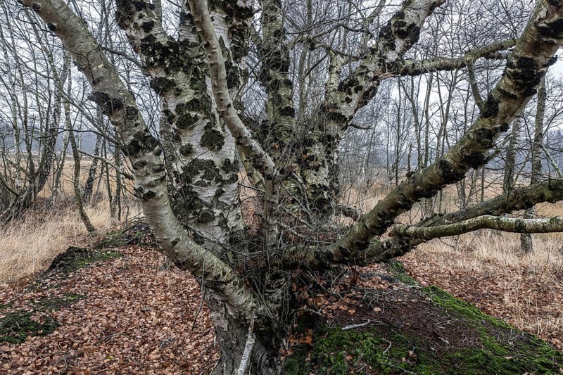 Birches (Betula pendula) in the moor, Emsland, Lower Saxony, Germany