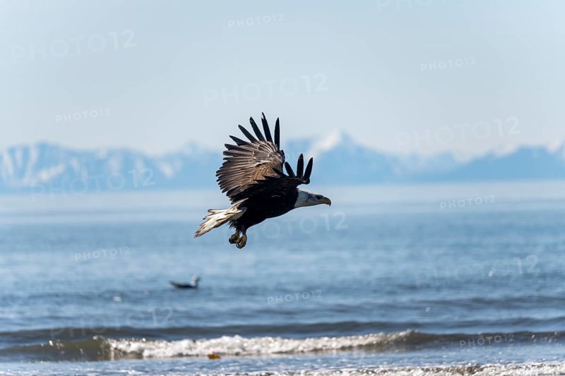 Bald eagle (Haliaeetus leucocephalus) in flight, Anchor Point at Cook Inlet, white mountain peaks of the Aleutian chain in the background, Anchor River State Recreation Area, Alaska, USA