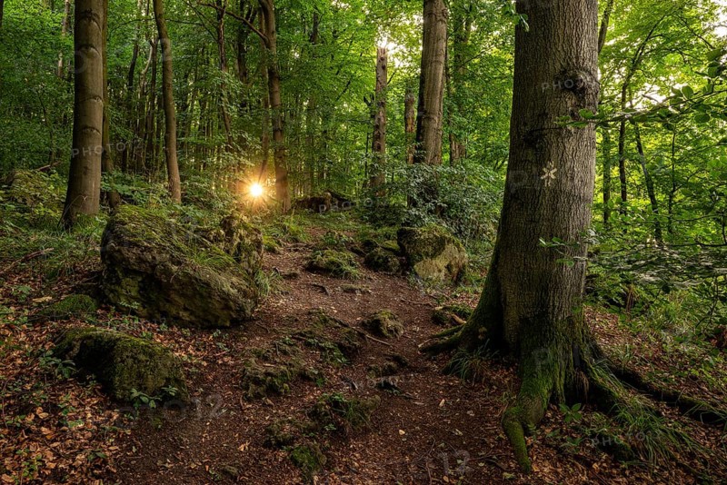 The sun shines through the trees of a beech forest on an inviting hiking trail, Ith-Hils-Weg, Ith, Saubrink-Oberberg Nature Reserve, Weser Hills, Lower Saxony, Germany