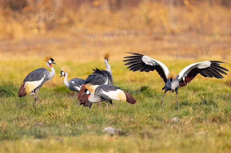 Crowned Crane (Balearica regulorum) Courtship behaviour Zambia