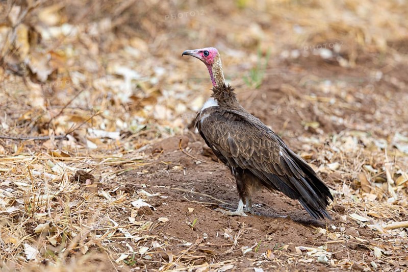 Black-capped vulture (Necrsoyrtes monachus) Zambia