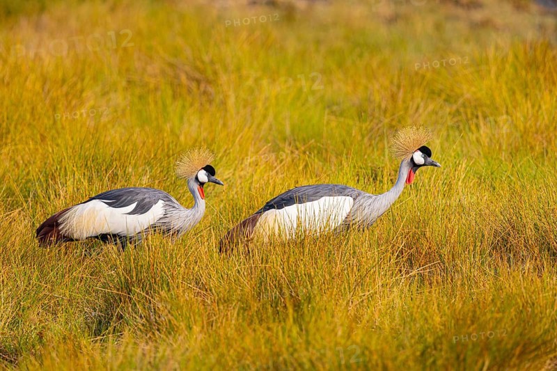 Crowned Crane (Balearica regulorum) Zambia