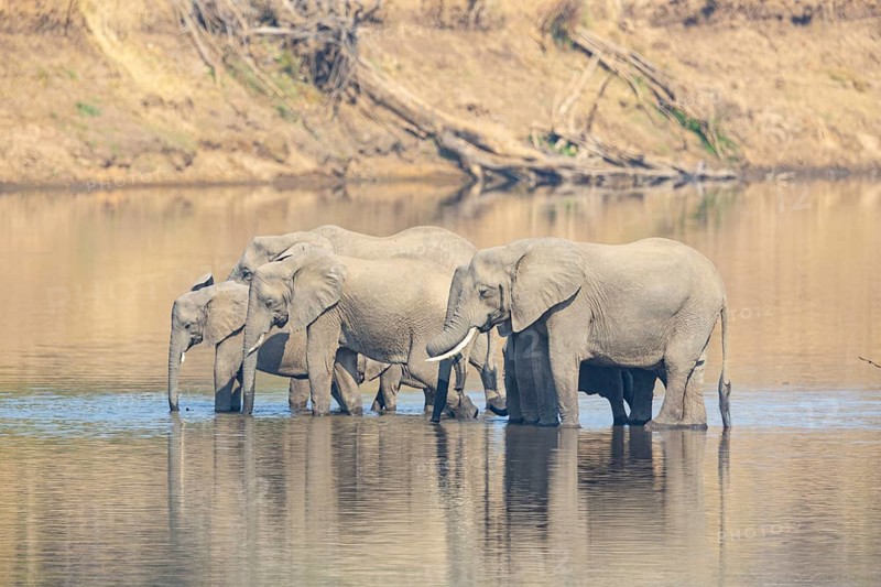 Family of the African elephant (Loxodonta africana) crossing the Luangwa River in Zambia