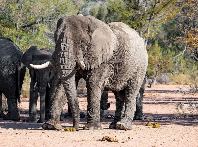African elephants (Loxodonta africana), bull and herd, desert elephant, in the riverbed of the Ugab River, Damaraland, Kunene region, Namibia