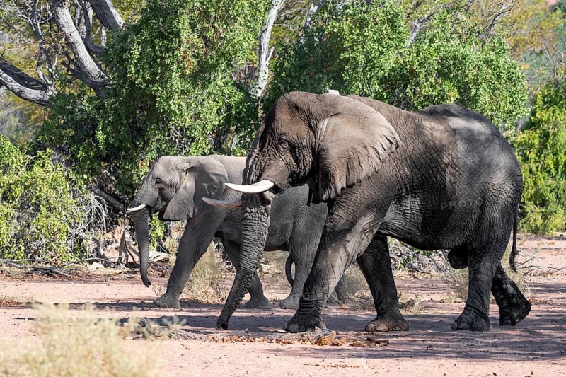 Two African elephants (Loxodonta africana), bull and female, desert elephant, in the riverbed of the Ugab River, Damaraland, Kunene Region, Namibia