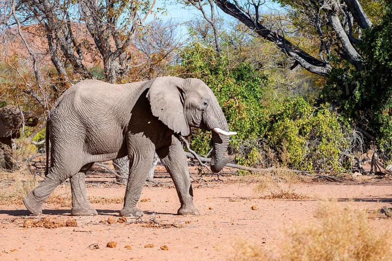 African elephant (Loxodonta africana), desert elephant, in the riverbed of the Ugab River, Damaraland, Kunene region, Namibia