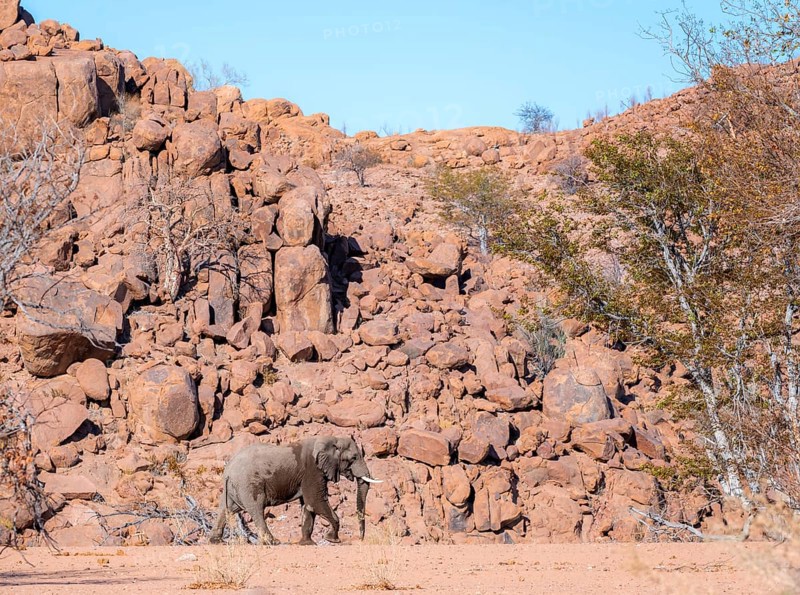 African elephant (Loxodonta africana), desert elephant, in the riverbed of the Ugab River, desert landscape with red rocky hills, Damaraland, Kunene region, Namibia