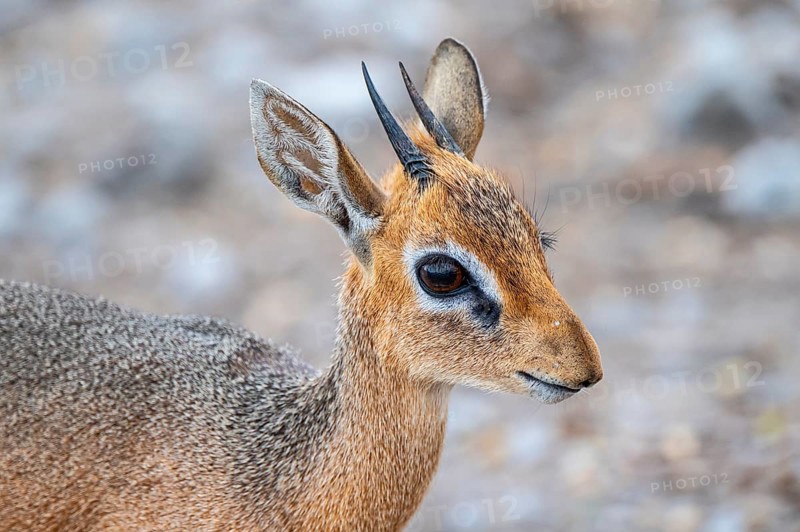 Damara dik-dik or kirk dik-dik (Madoqua kirkii), adult animal in the undergrowth, Etosha National Park, Namibia