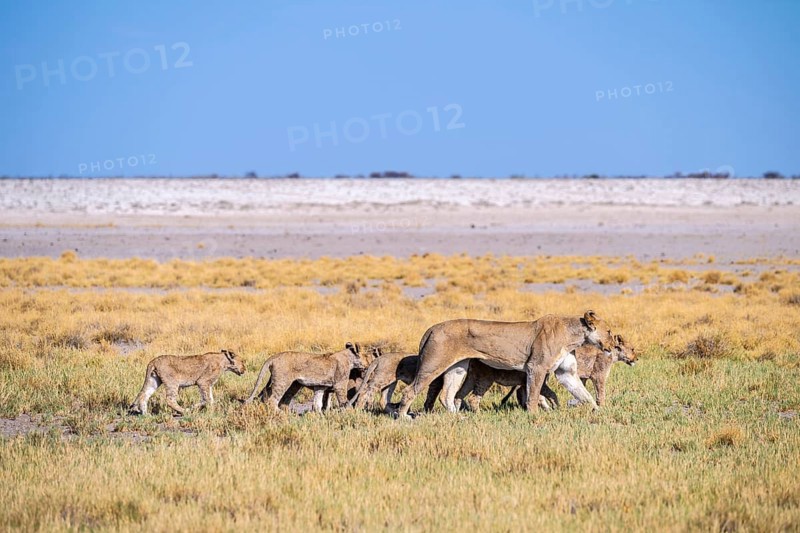 Lioness (Panthera leo) with cubs, Etosha National Park, Namibia