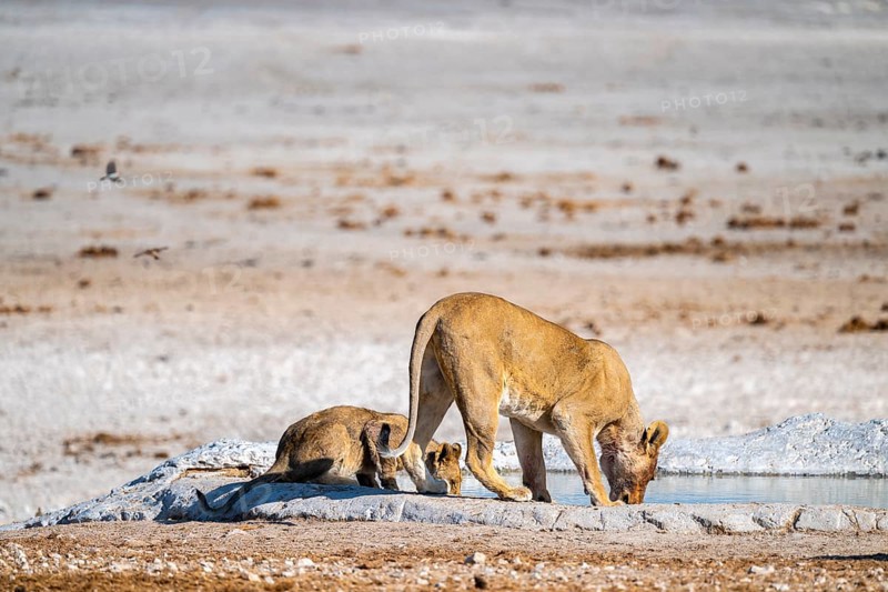 Lion (Panthera leo), with young at the waterhole, Nebrowni waterhole, Etosha National Park, Namibia