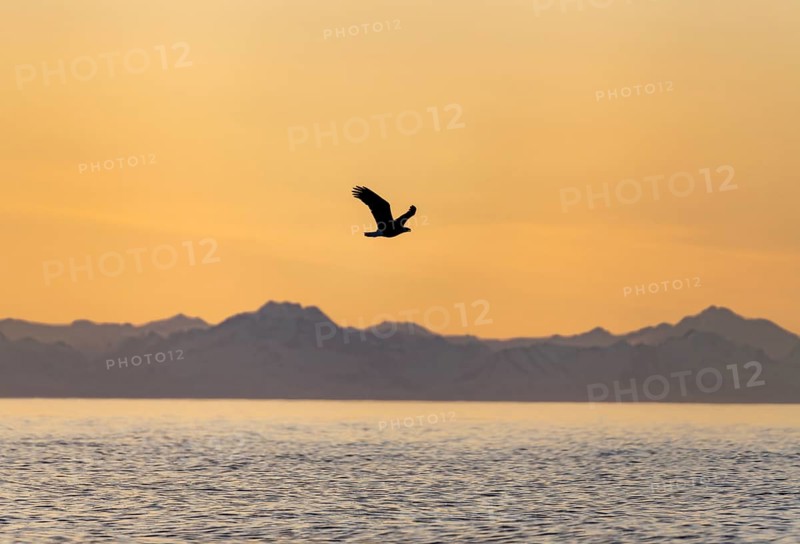 Bald eagle (Haliaeetus leucocephalus) flying in front of mountain silhouettes of the Aleutian chain, at sunset, picturesque golden light of the midnight sun, Cook Inlet, Anchor Point, Anchor River State Recreation Area, Alaska, USA