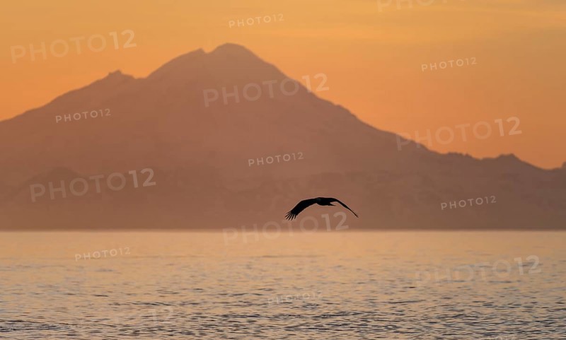 Bald eagle (Haliaeetus leucocephalus) flying in front of mountain silhouettes of the Aleutian chain with peak Mount Redoubt, at sunset, picturesque golden light of the midnight sun, Cook Inlet, Anchor Point, Anchor River State Recreation Area, Alaska, USA