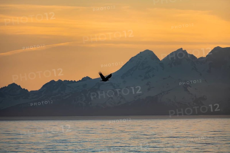 Bald eagle (Haliaeetus leucocephalus) flying in front of mountain silhouettes of the Aleutian chain with peak Mount Iliamna, at sunset, picturesque golden light of the midnight sun, Cook Inlet, Anchor Point, Anchor River State Recreation Area, Alaska, USA