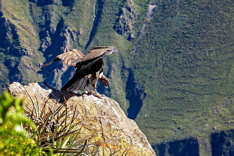 A condor spreads its wings on a rock in a green mountain landscape, The Andean condor (Vultur gryphus) at the Colca Canyon in Peru