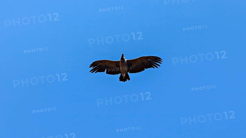A condor can be seen from below with outstretched wings in the clear blue sky, The Andean condor (Vultur gryphus) at the Colca Canyon in Peru