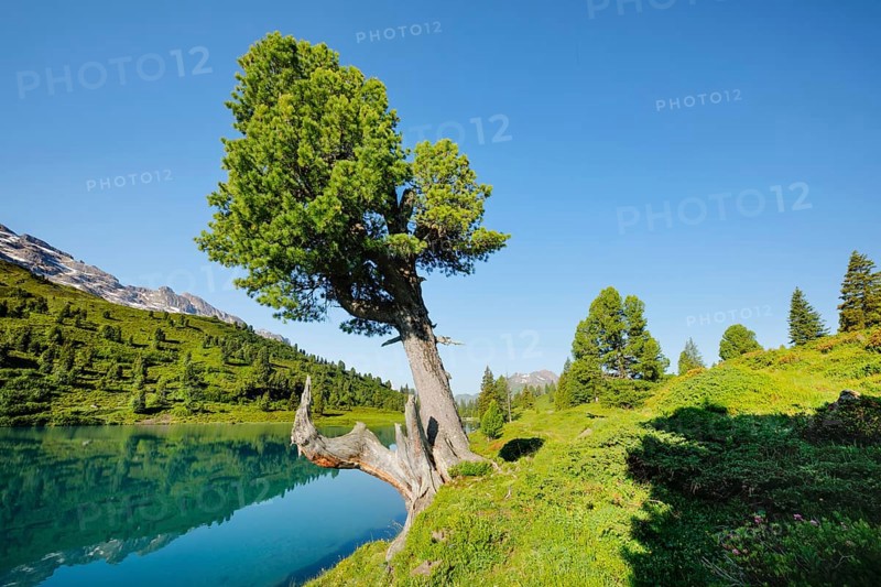 Old pine on Engstlenalp in Gental, Canton of Bern, Switzerland