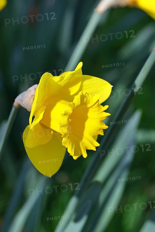 Daffodil (Narcissus), yellow flower in a garden, close-up, Wilnsdorf, North Rhine-Westphalia, Germany